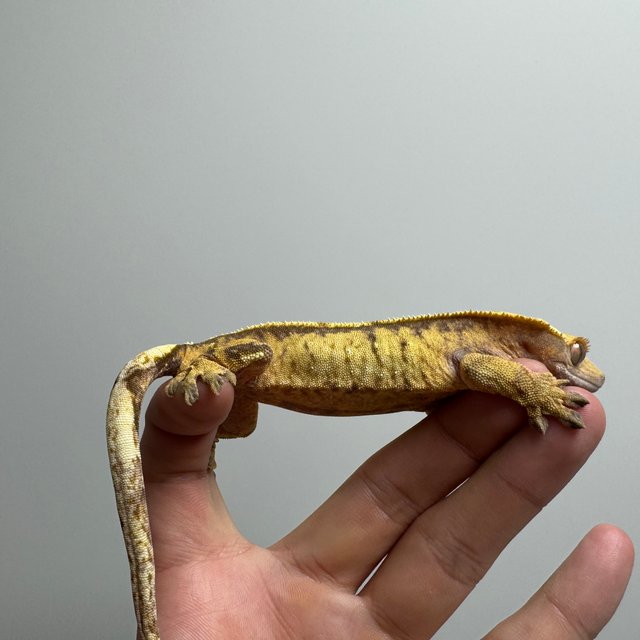 트라이 핀스트라이프