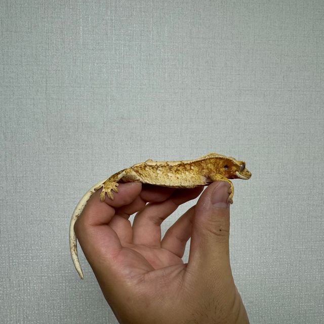 트라이 익스트림할리퀸 레드