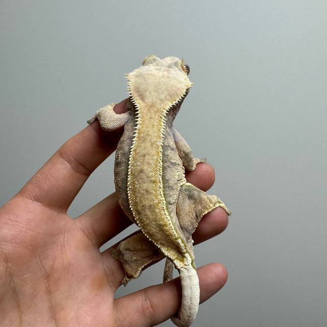 트라이 핀스트라이프