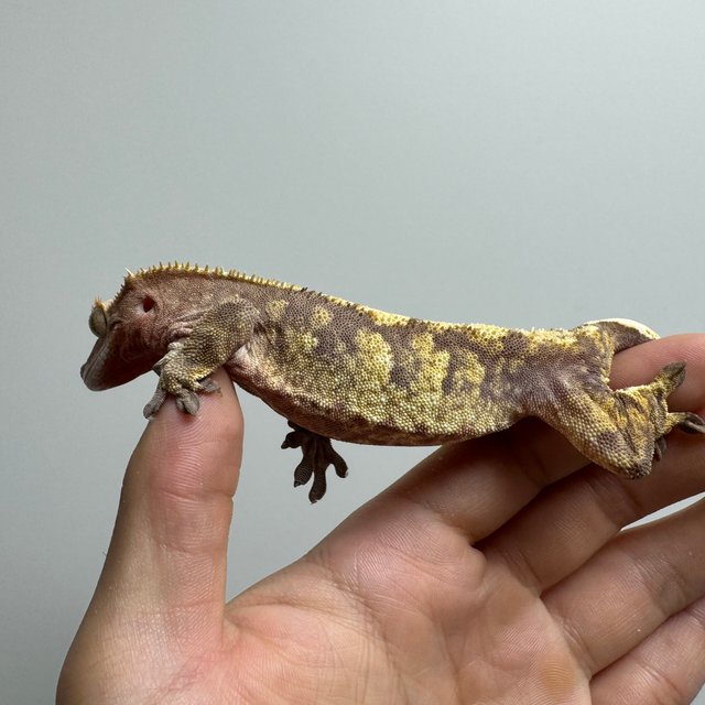 익스트림할리퀸