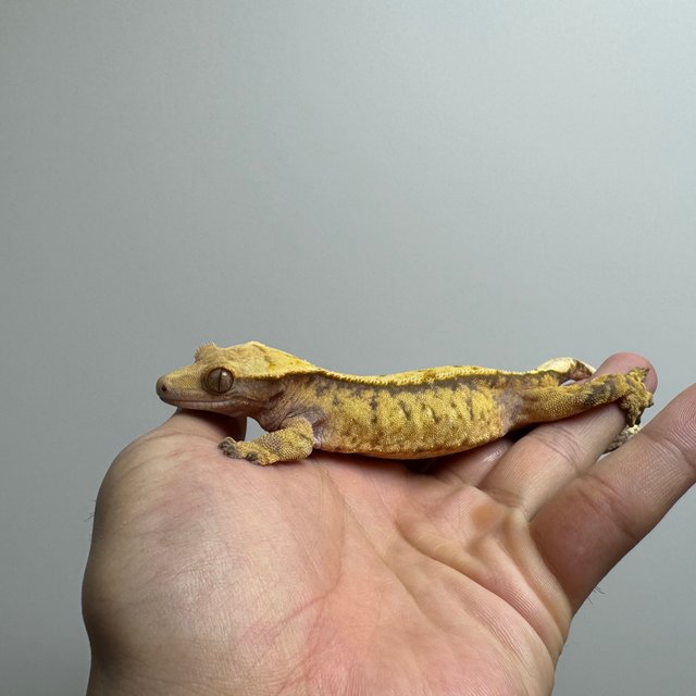 트라이 핀스트라이프