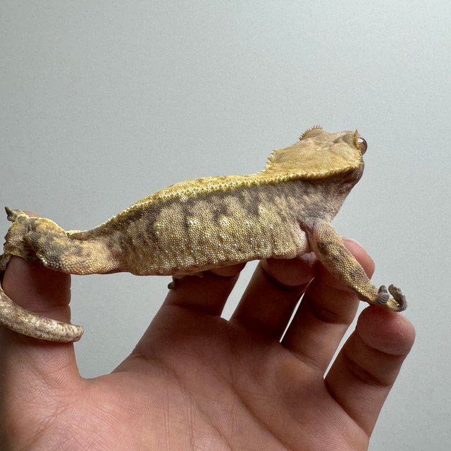 트라이 핀스트라이프