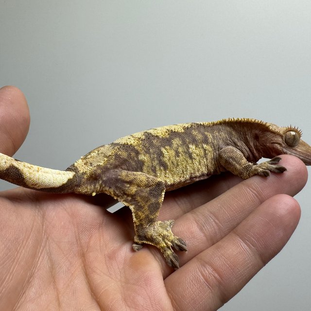 익스트림할리퀸