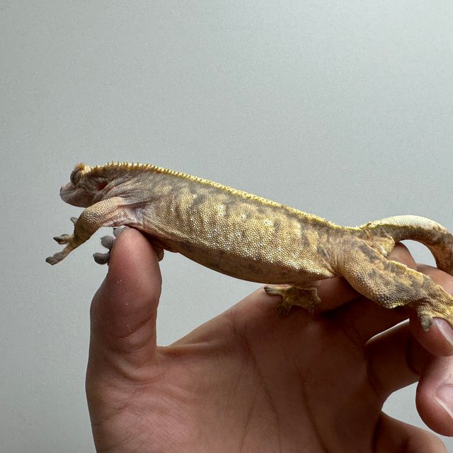 트라이 핀스트라이프