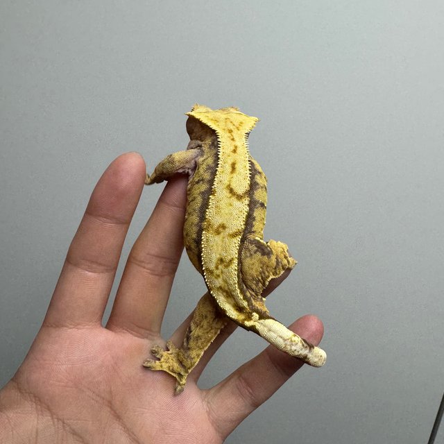 트라이 핀스트라이프