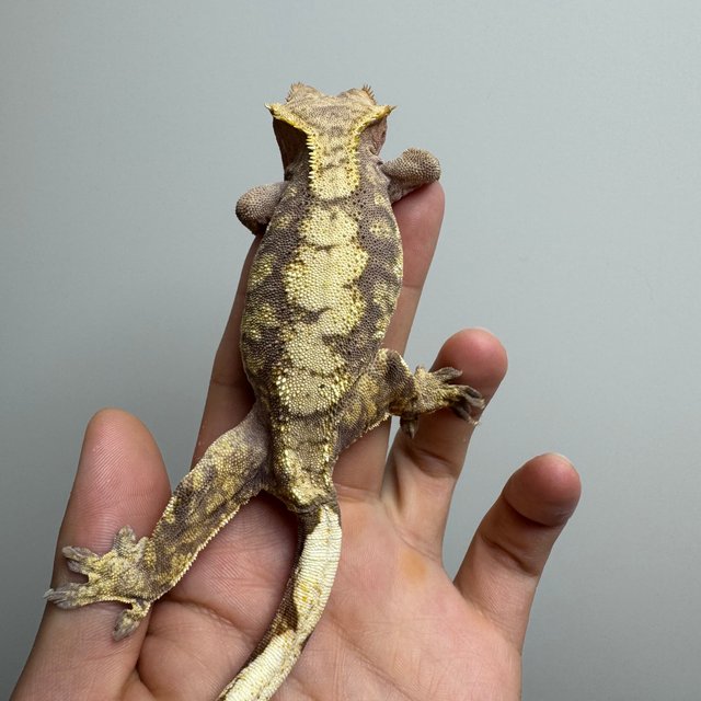 익스트림할리퀸