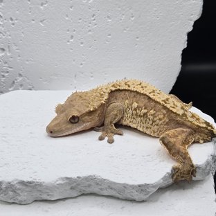 옐로
