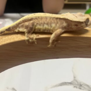 릴리100%헷아잔틱