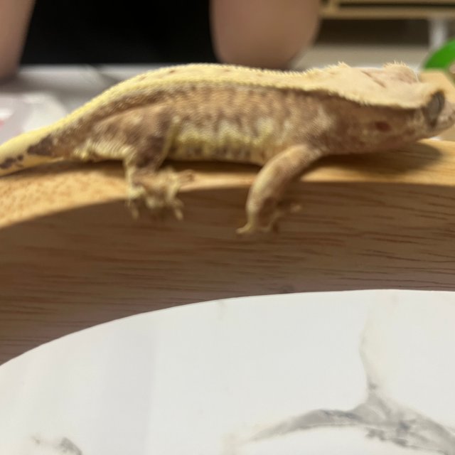 릴리100%헷아잔틱