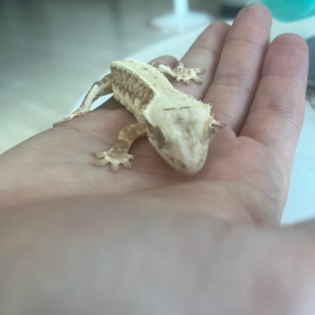 릴리100%헷아잔틱