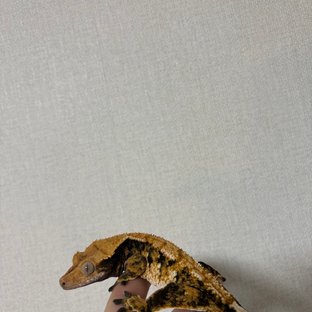 노멀 트라이 텐저린 익스트림할리퀸