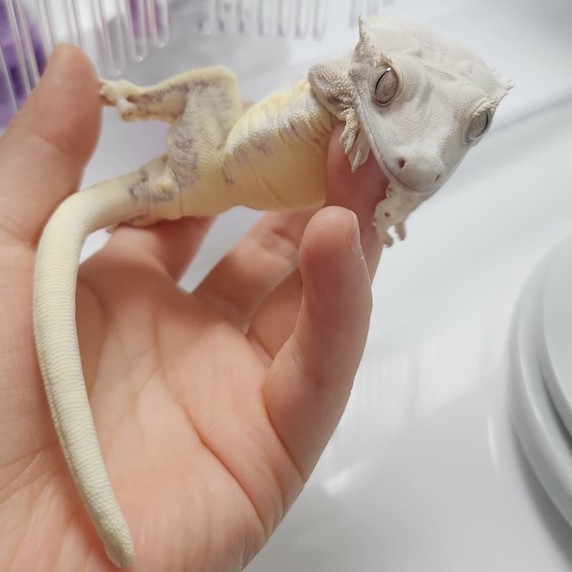 릴리화이트 솔리드백 화이트