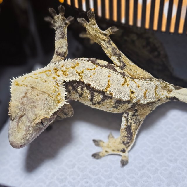 트라이 익스트림할리퀸