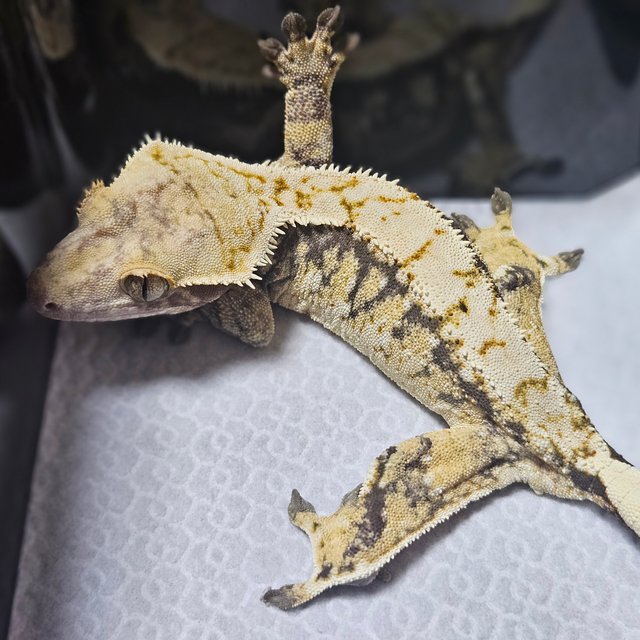 트라이 익스트림할리퀸