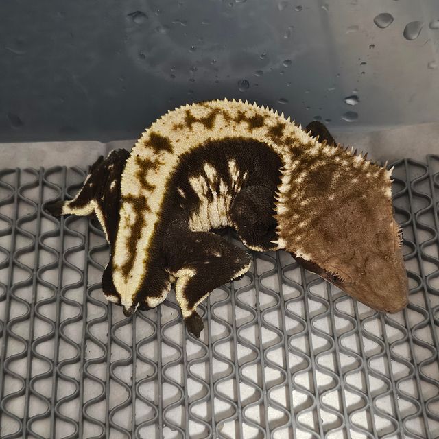 블랙 화이트