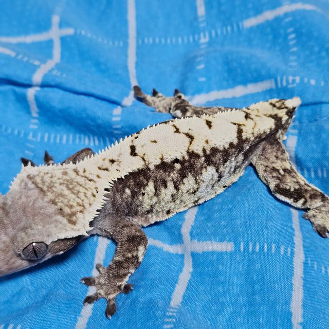 화이트스팟