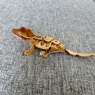 트라이 익스트림할리퀸