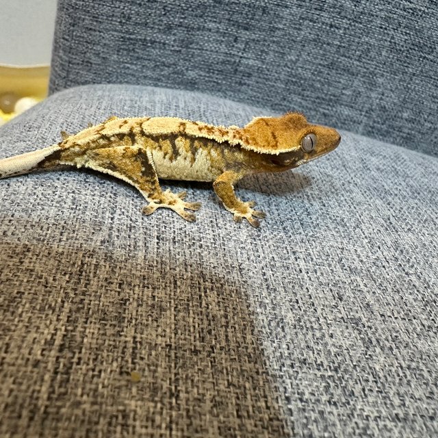 트라이 익스트림할리퀸