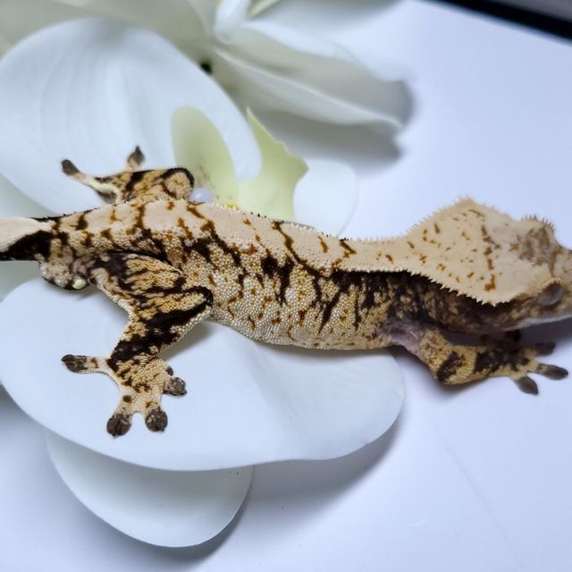 트라이 익스트림할리퀸