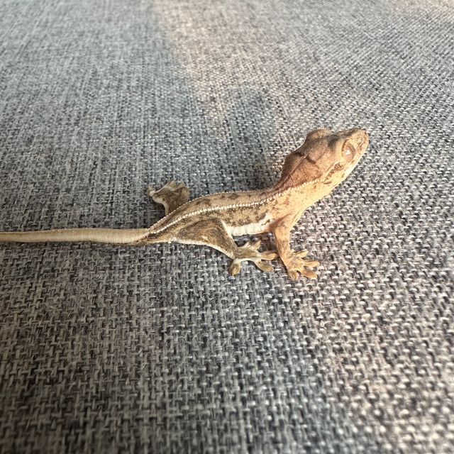 크림 크림시클 릴리화이트