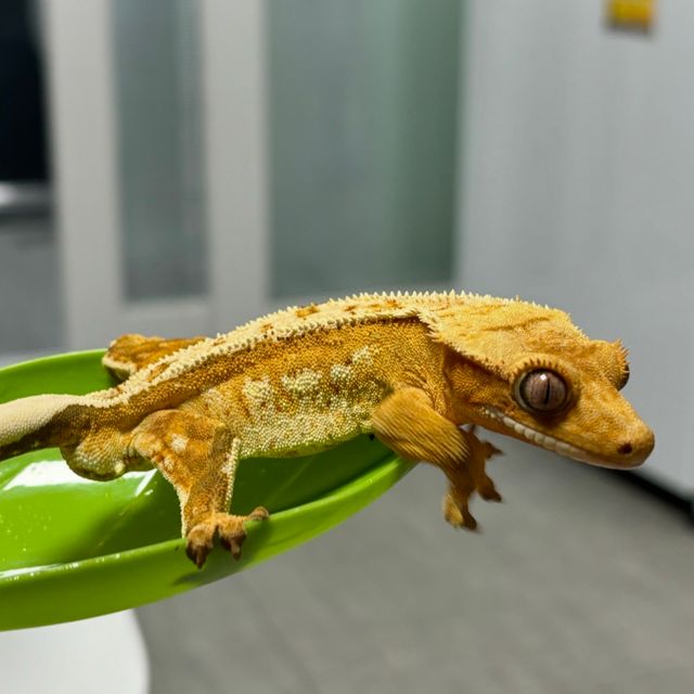 크림시클