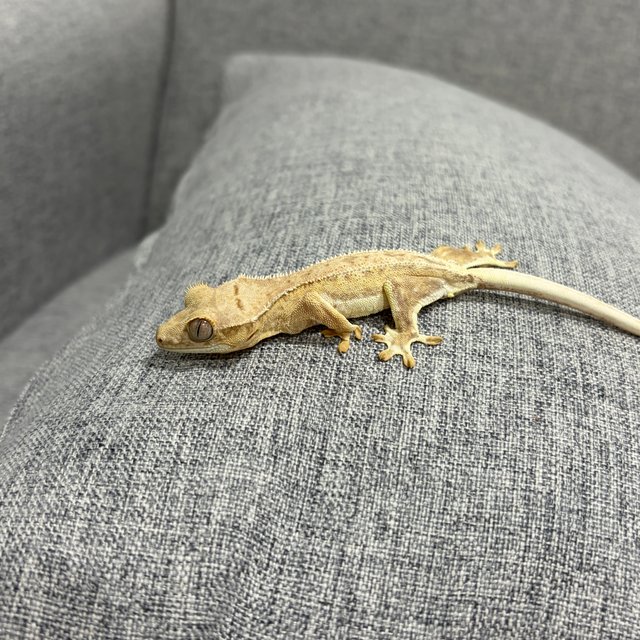 크림 크림시클 릴리화이트