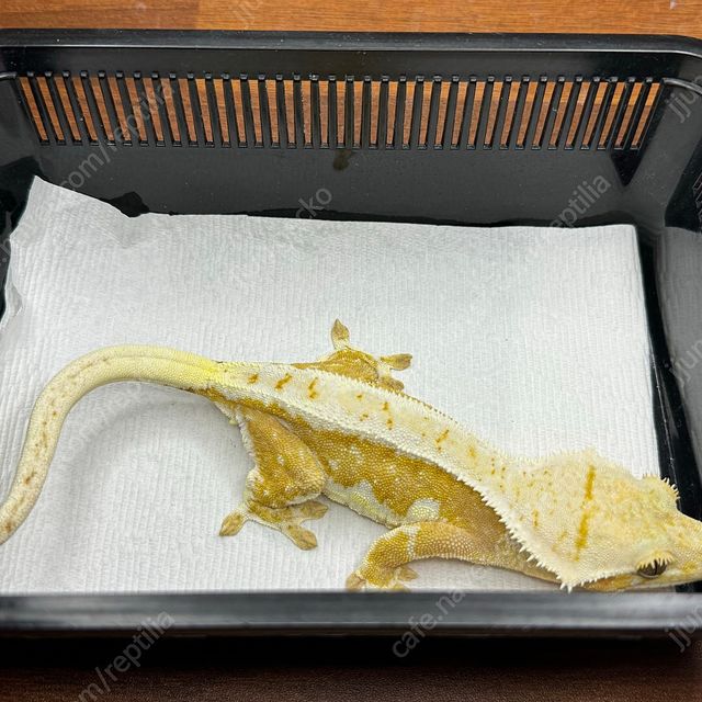 크림 릴리화이트
