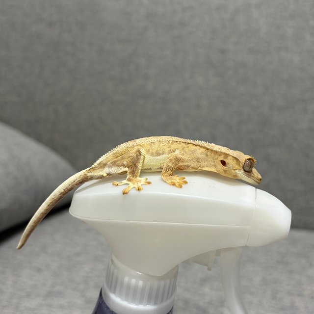 크림 크림시클 릴리화이트