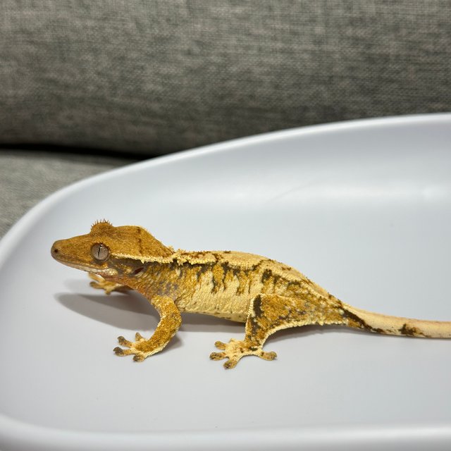 트라이 익스트림할리퀸