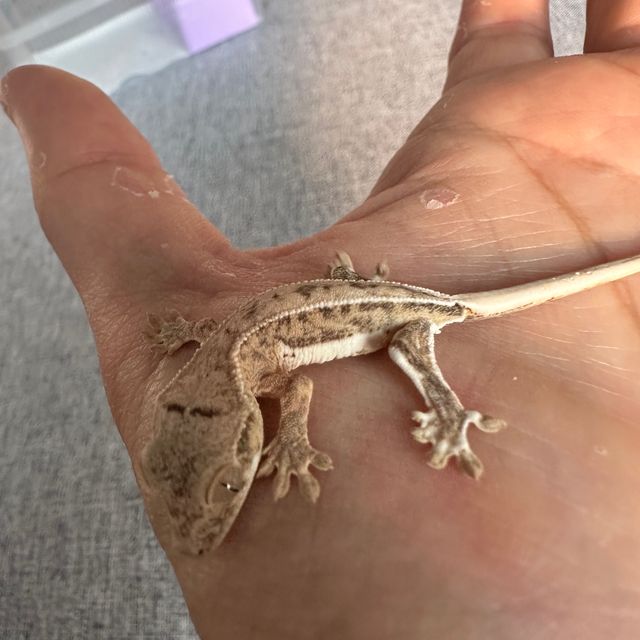 크림 크림시클 릴리화이트