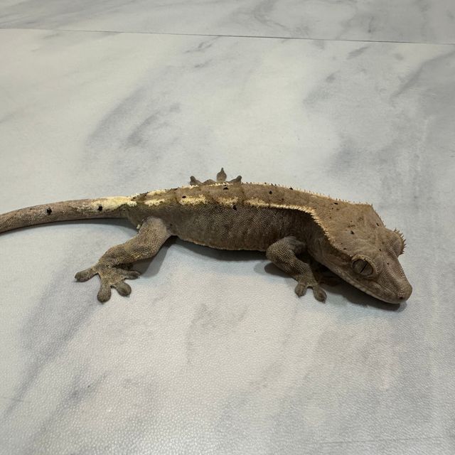 세이블