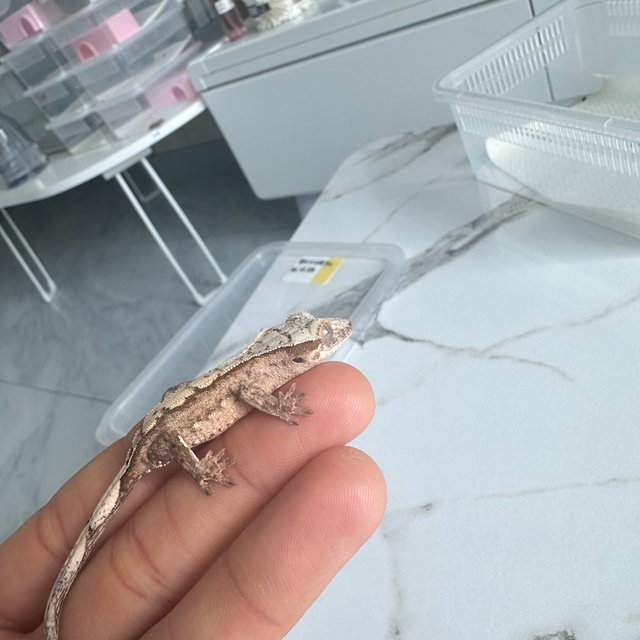 크림 크림시클