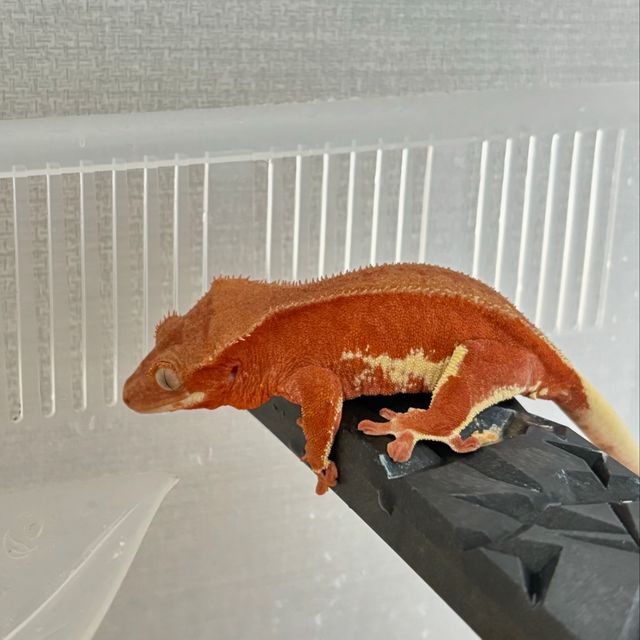 레드 팬텀 릴리화이트
