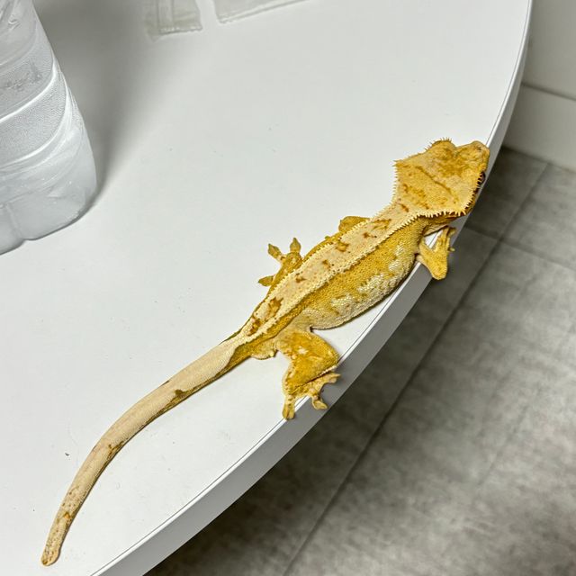 크림시클