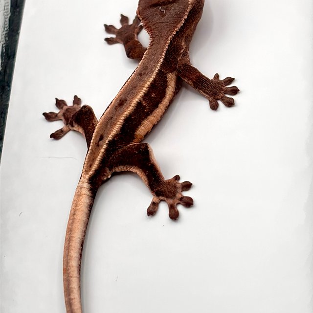 릴리화이트 초초