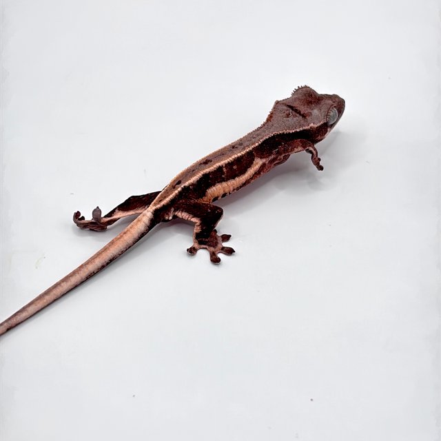 릴리화이트 초초