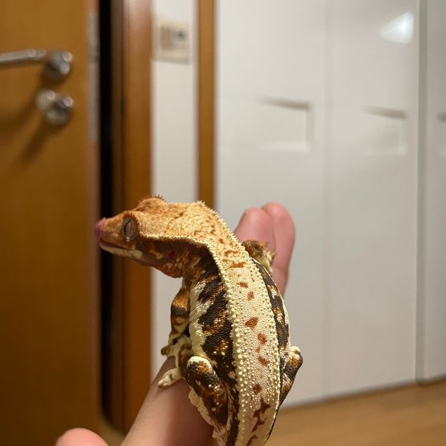 릴리화이트 트라이 텐저린