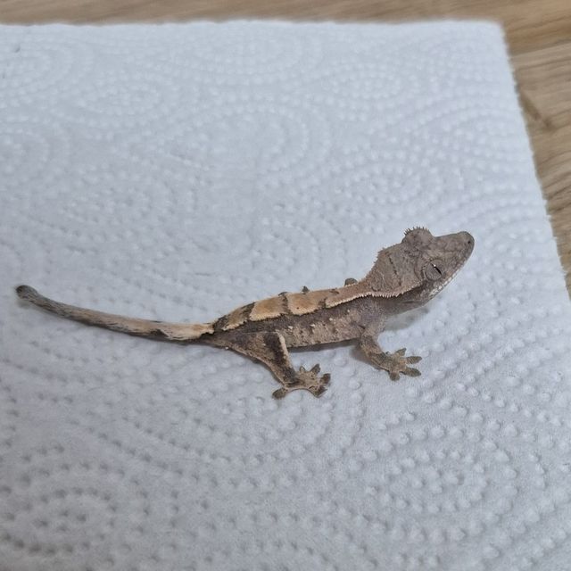 세이블