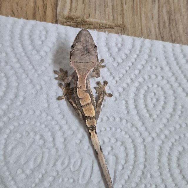 세이블