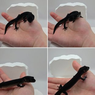 블랙나이트