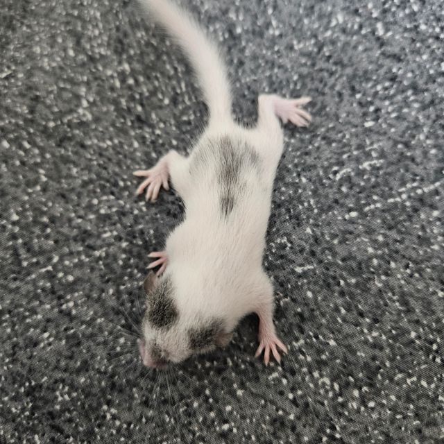달마시안