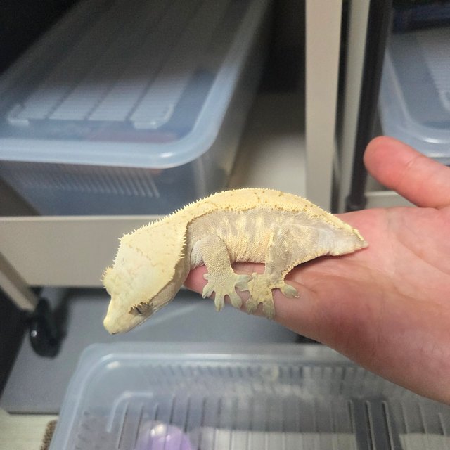 트라이 익스트림할리퀸