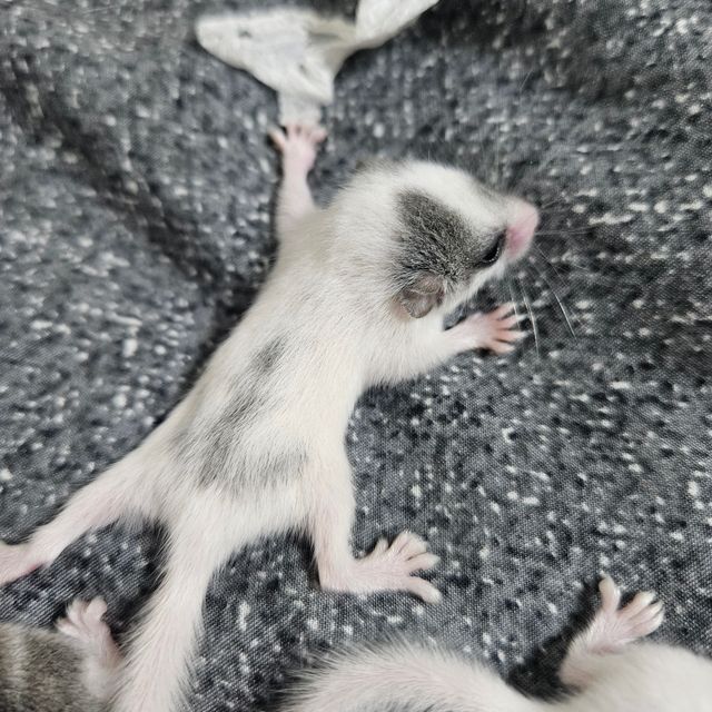 달마시안