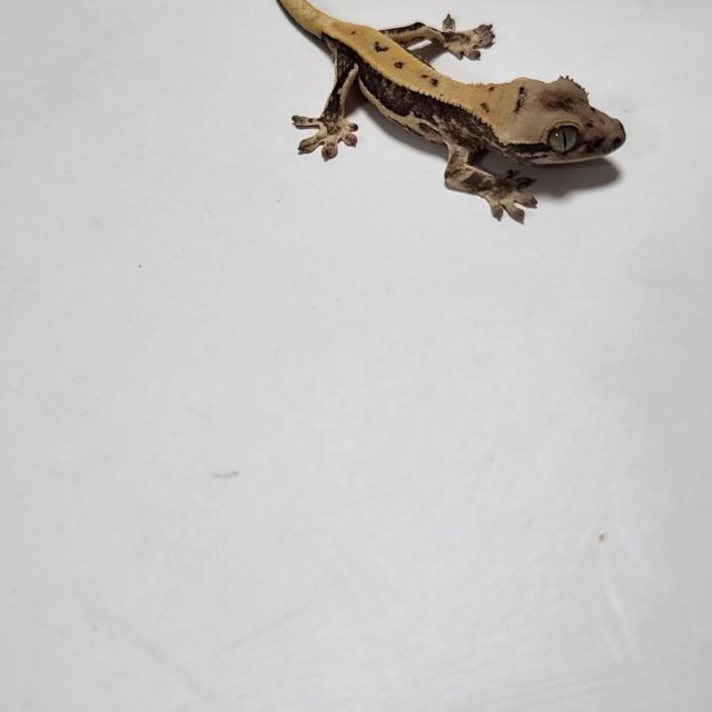 릴리화이트