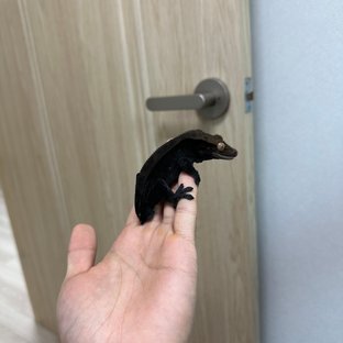 챠콜 카푸치노 슈퍼스트라이프