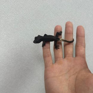 챠콜 슈퍼스트라이프