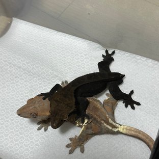 챠콜 카푸치노 슈퍼스트라이프