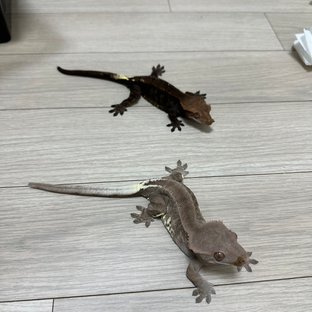 챠콜 카푸치노 프라푸치노