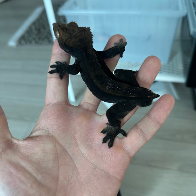 슈퍼스트라이프 챠콜