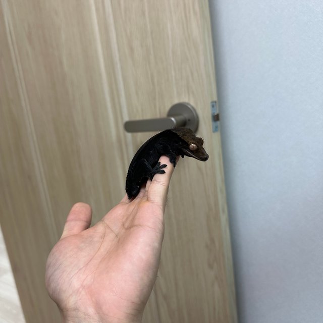 챠콜 카푸치노 슈퍼스트라이프